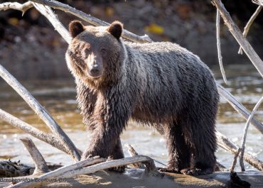 Walk With The Grizzlies