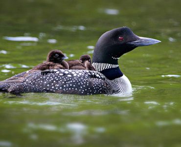 Loon and chicks