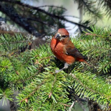 Pine Grosbeak